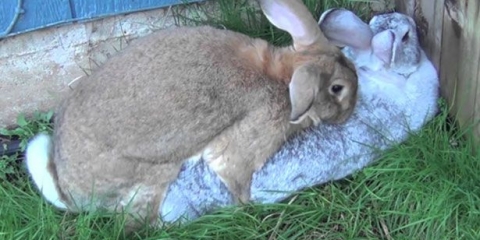 Kako randomizirati zečeve?